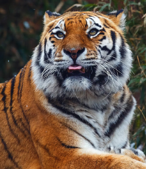 indy zoo trips